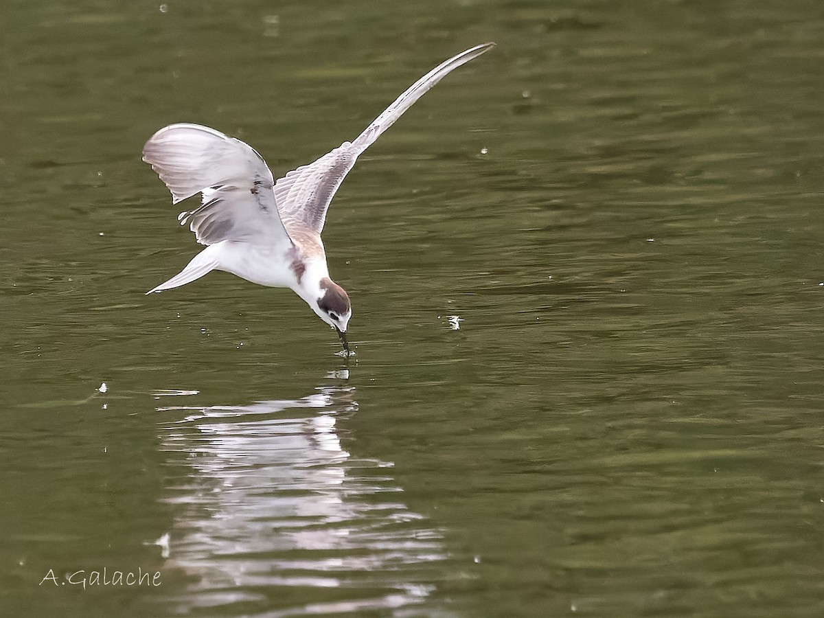 Mignattino comune - ML645658580