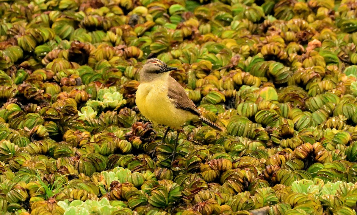 ウシタイランチョウ - ML645658588