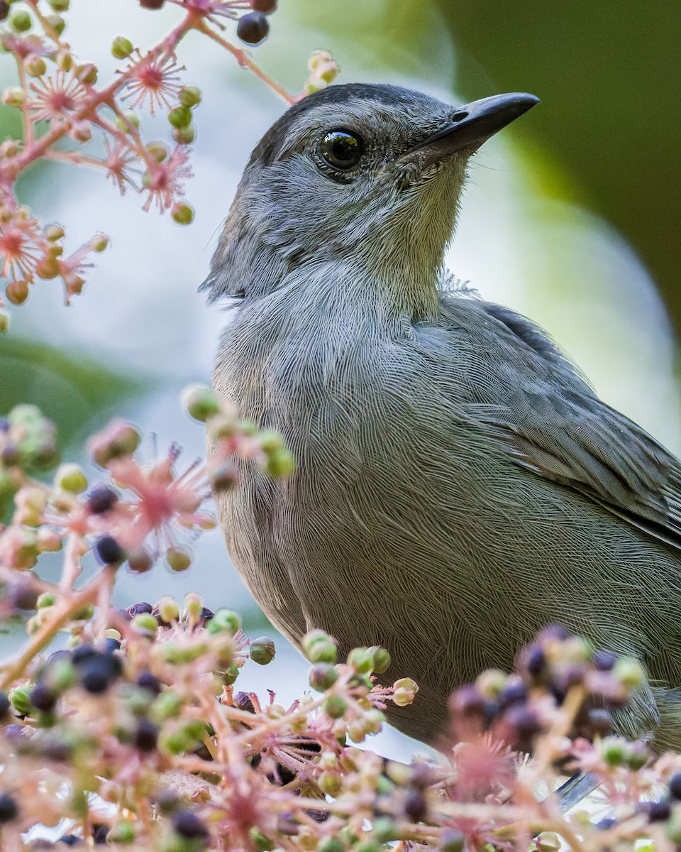 ネコマネドリ - ML645658592