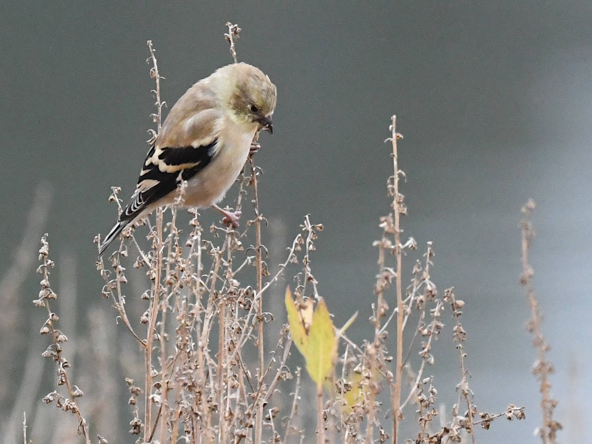 オウゴンヒワ - ML645658594