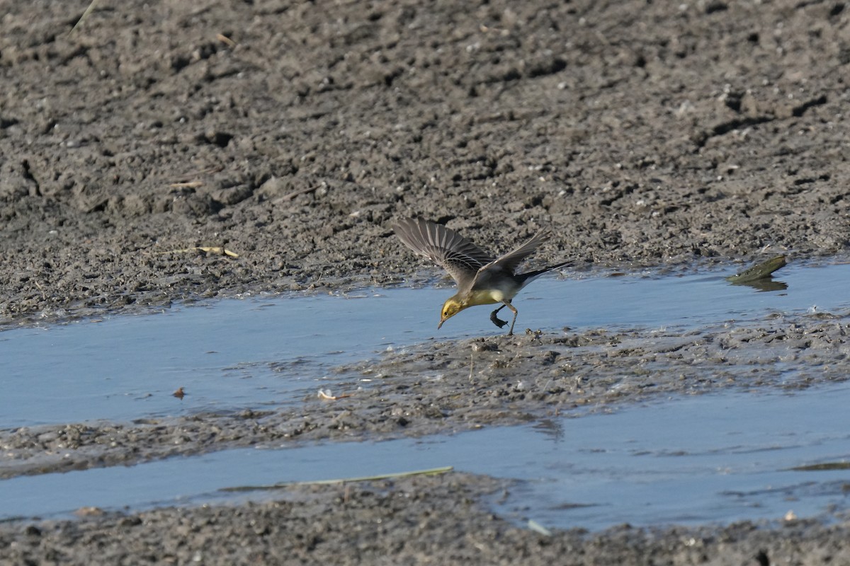 キガシラセキレイ - ML645658595