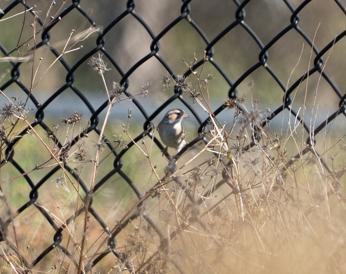 Clay-colored Sparrow - ML645658597