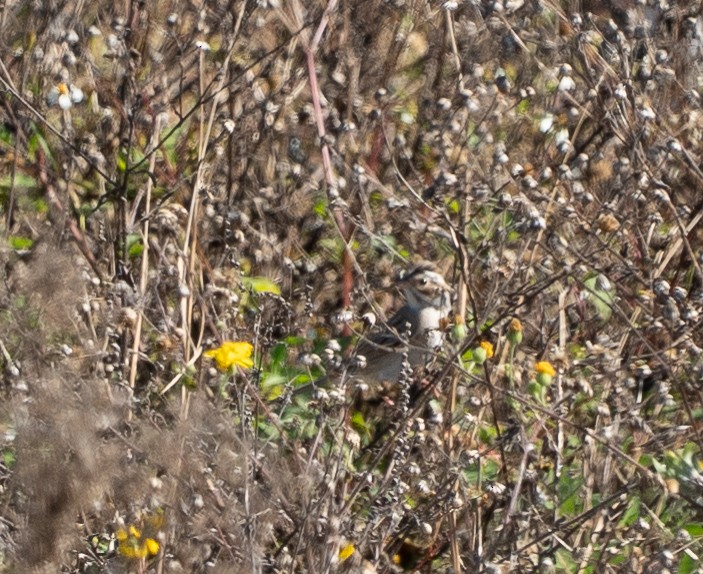 Clay-colored Sparrow - ML645658598