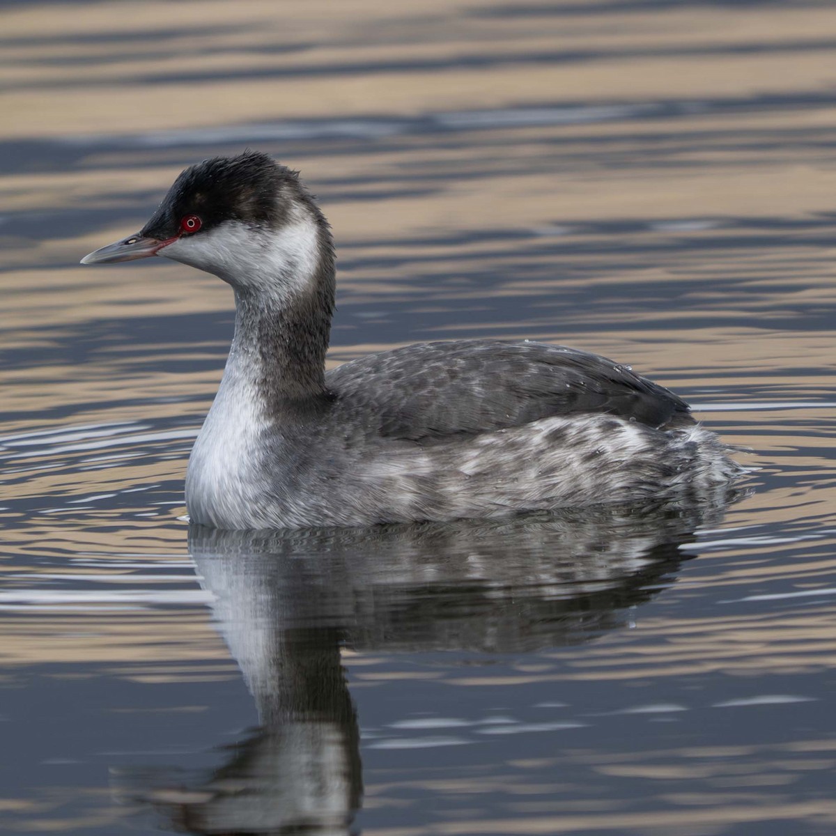 ミミカイツブリ - ML645658601