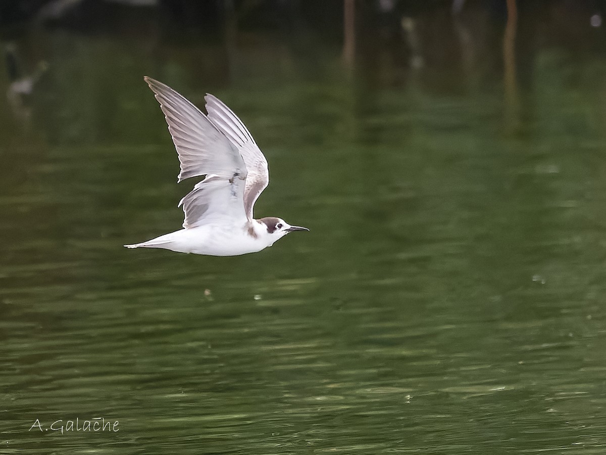 ハシグロクロハラアジサシ - ML645658603