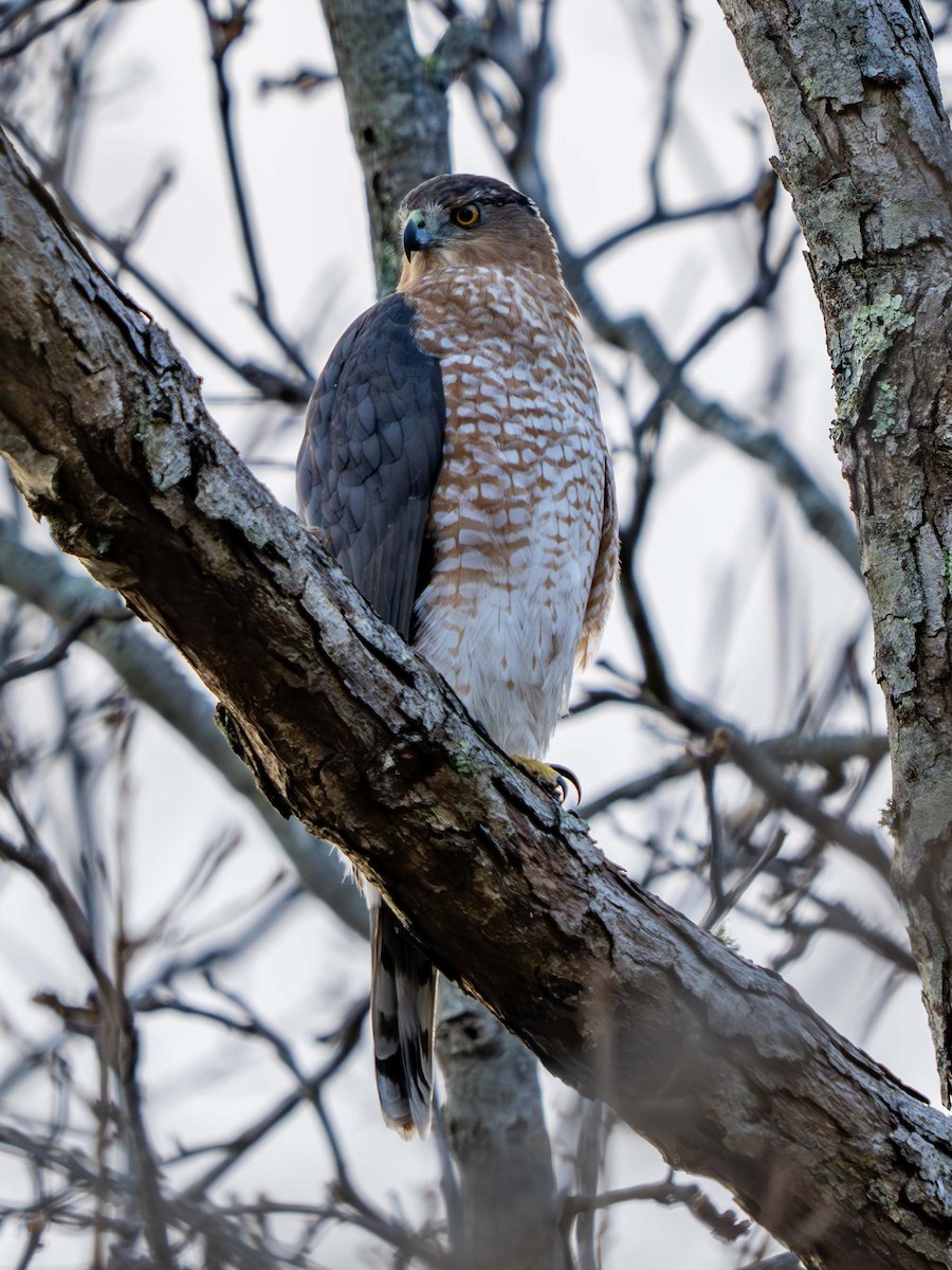 クーパーハイタカ - ML645658605