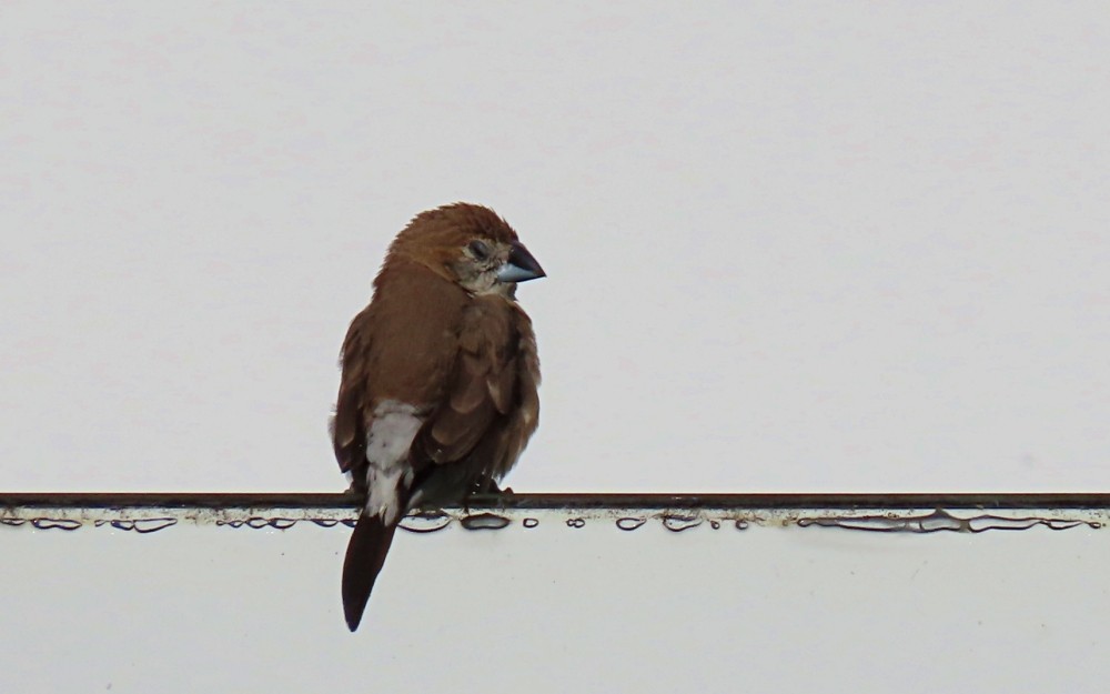 Capuchino Picoplata Indio - ML645658606