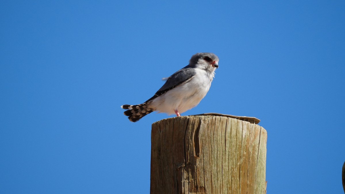 コビトハヤブサ - ML645658607