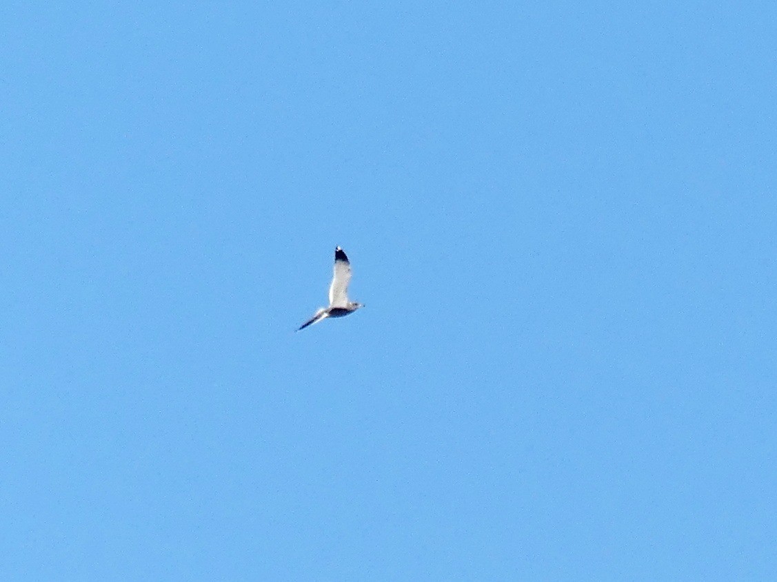 ヨーロッパセグロカモメ - ML645658610