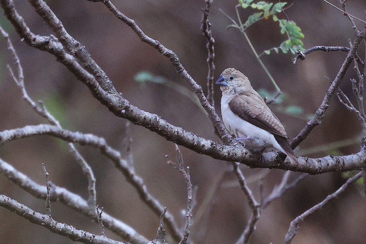 savannesølvnebb - ML645658611