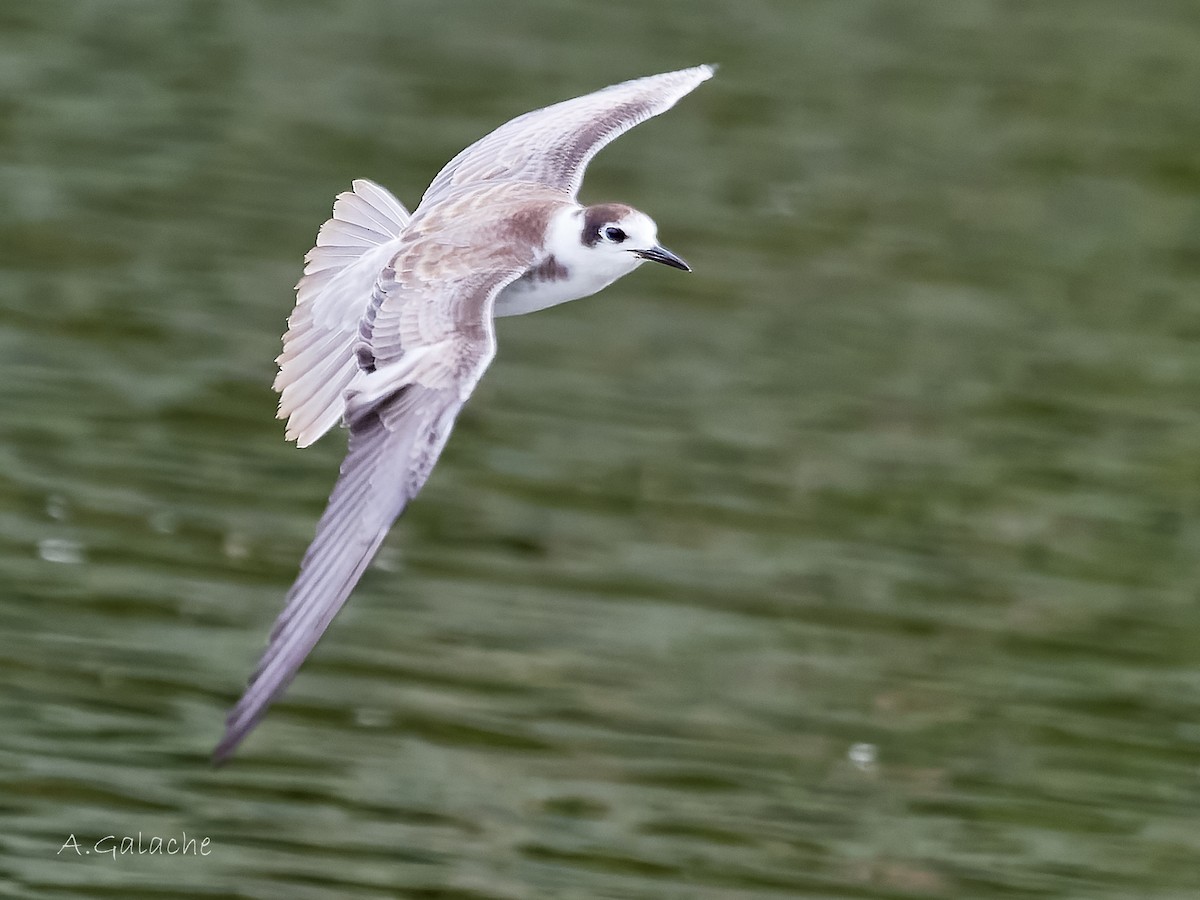 ハシグロクロハラアジサシ - ML645658612