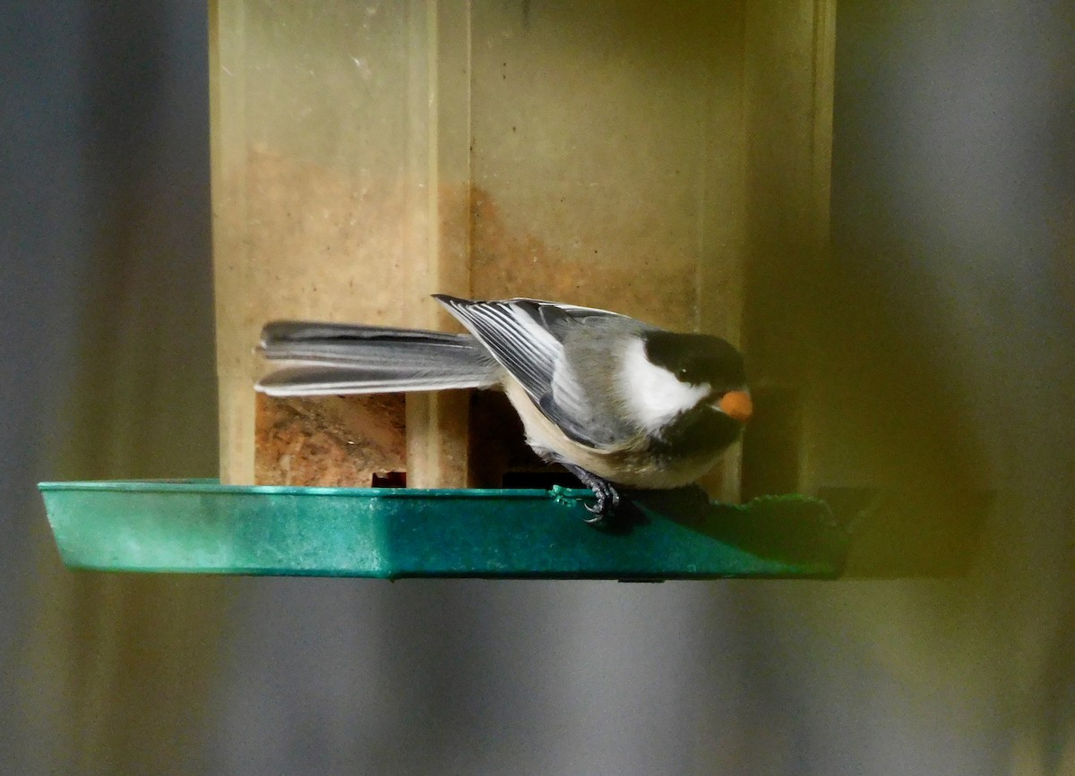 アメリカコガラ - ML645658613