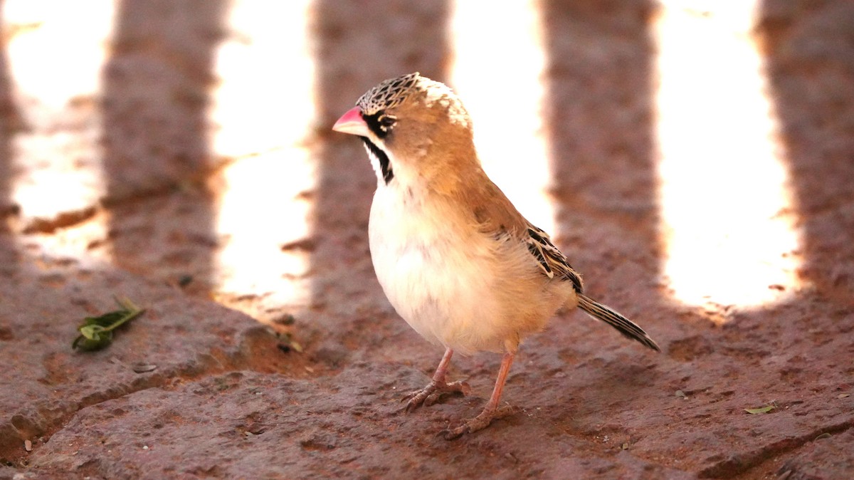 キクスズメ - ML645658616