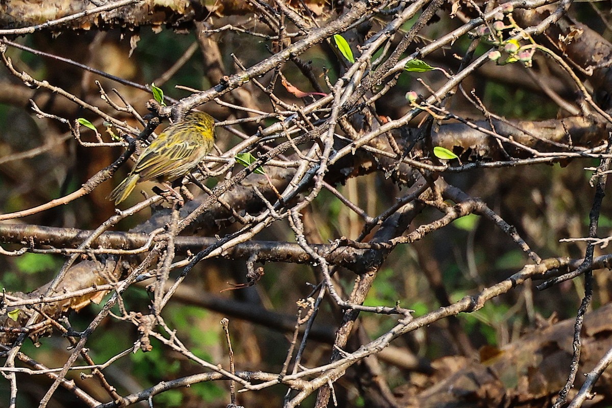 Ткачик рудощокий - ML645658619