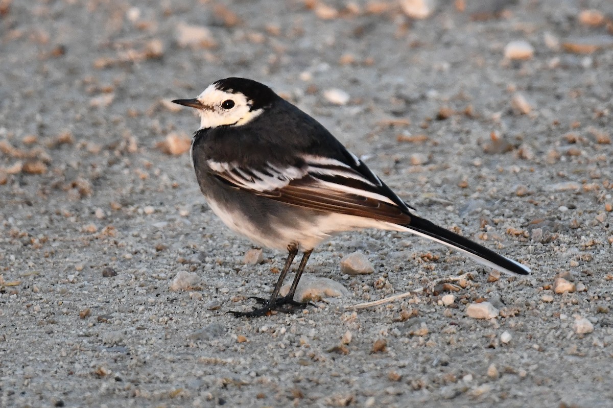 White Wagtail (British) - ML645658620