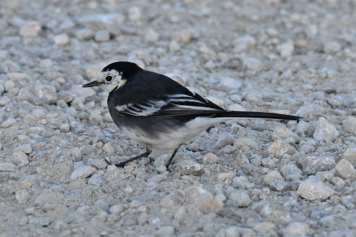 White Wagtail (British) - ML645658621