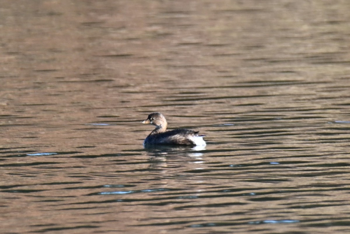 オビハシカイツブリ - ML645658623