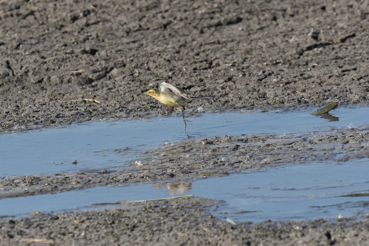 キガシラセキレイ - ML645658624