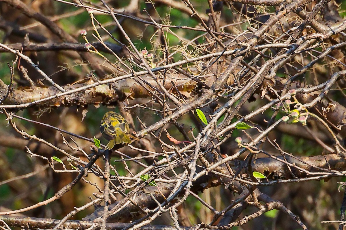 Ткачик рудощокий - ML645658625