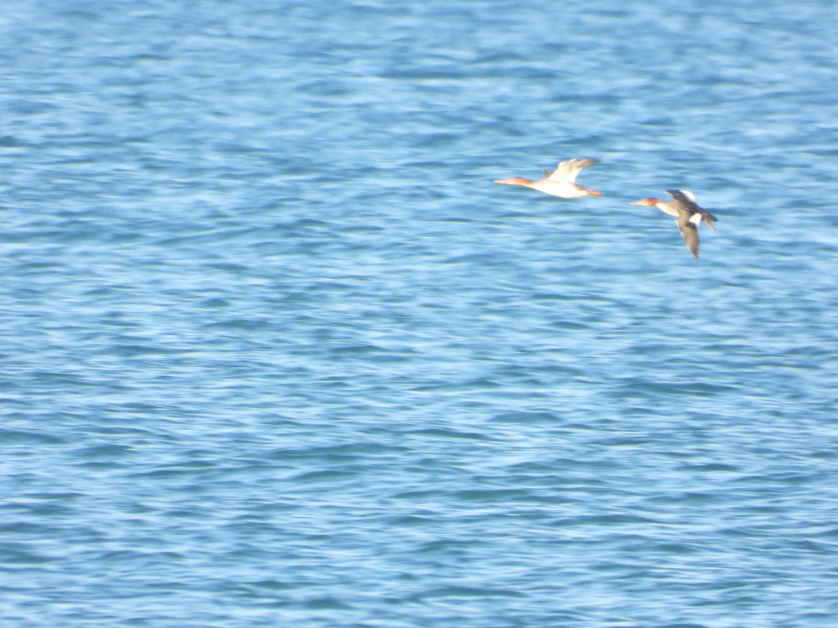 ウミアイサ - ML645658628