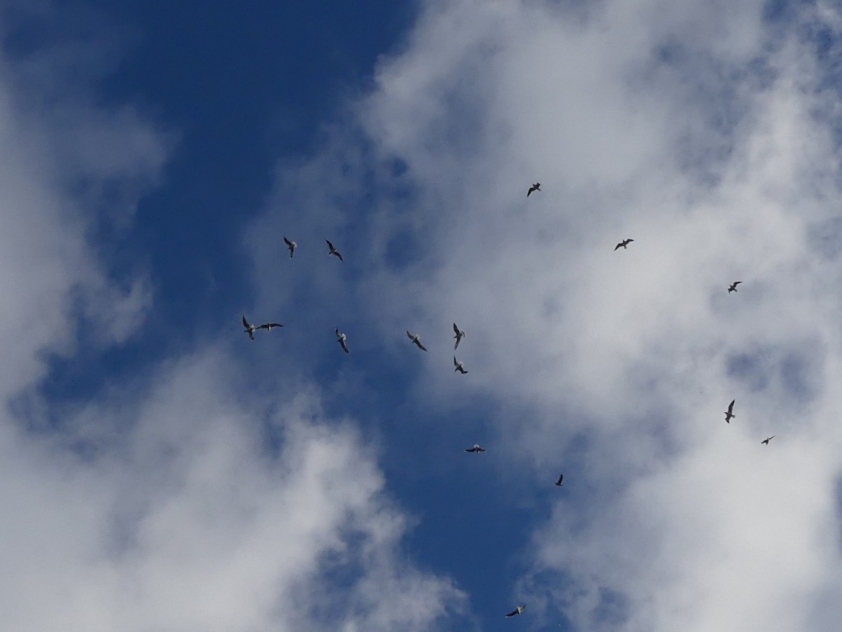 ユリカモメ - ML645658642