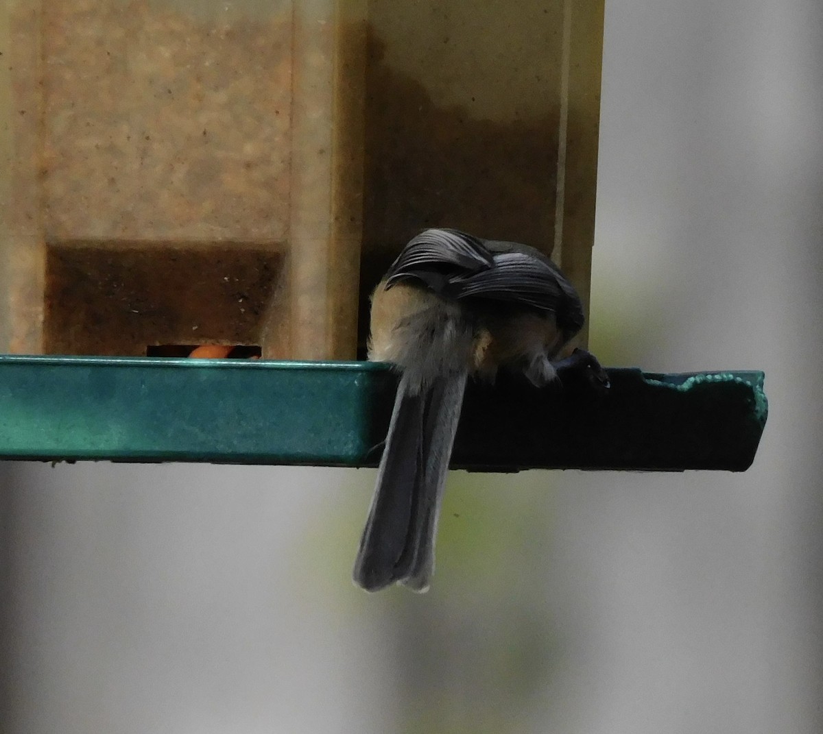 Mésange à tête noire - ML645658649