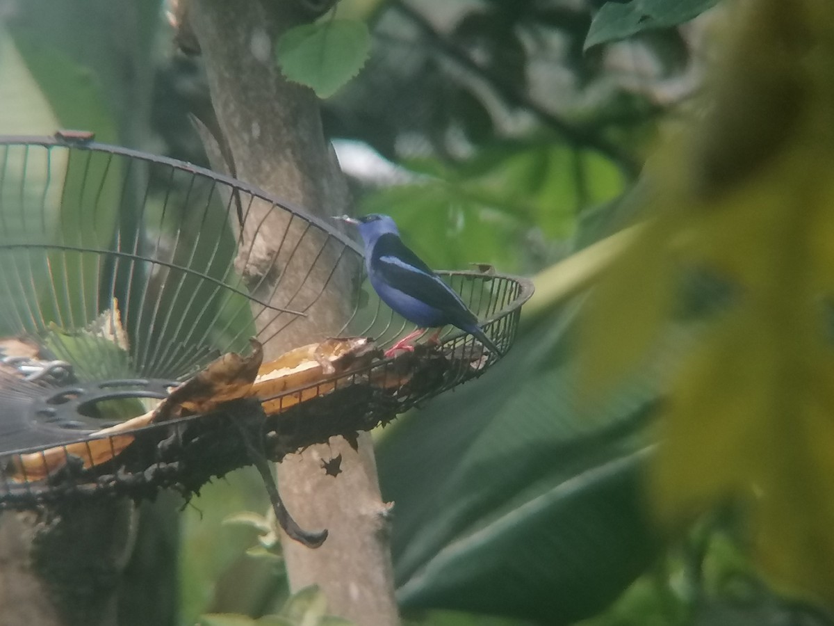 Красноногий саи - ML645658660