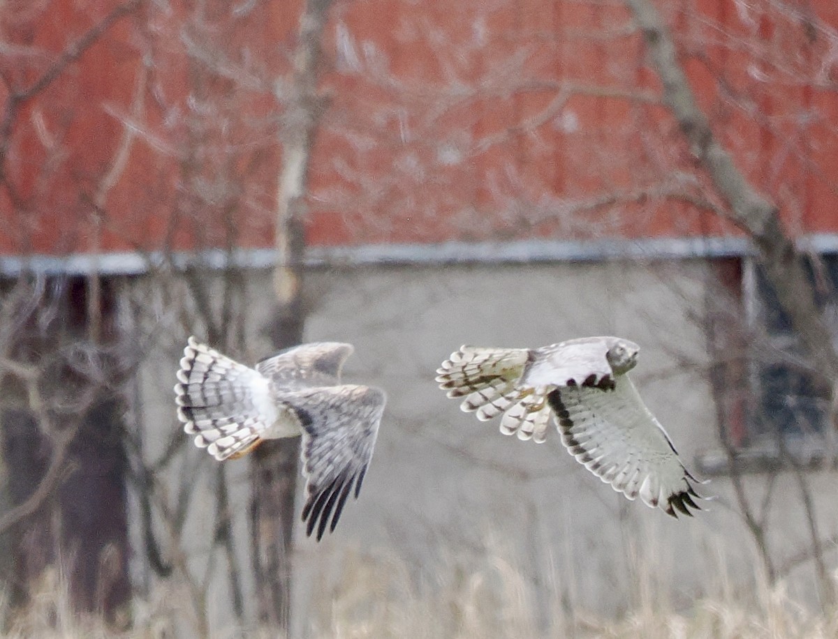 Northern Harrier - ML645658661