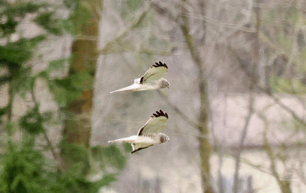 Northern Harrier - ML645658662
