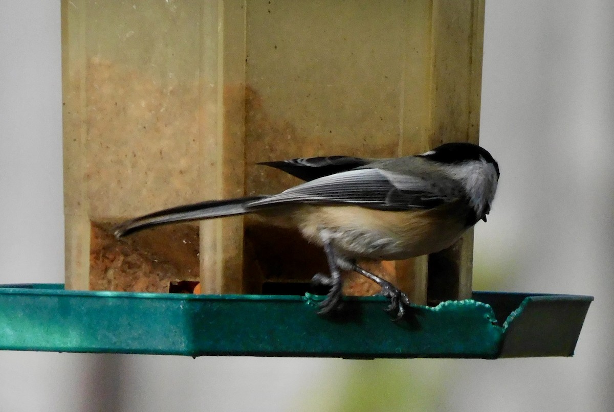 Mésange à tête noire - ML645658667