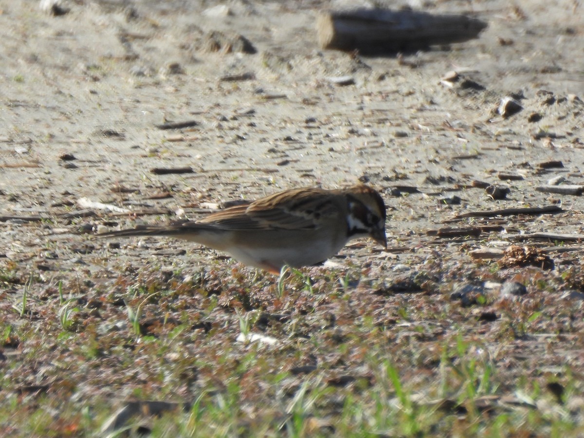 Lark Sparrow - ML645658669
