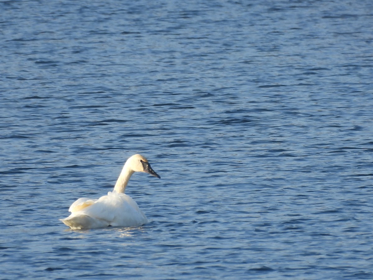 Trumpeter Swan - ML645658670