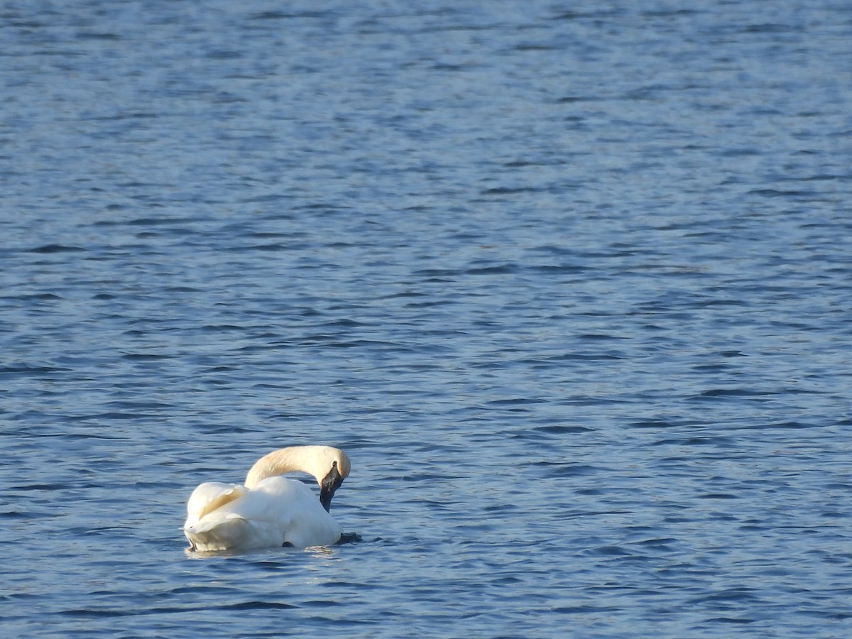 Trumpeter Swan - ML645658671