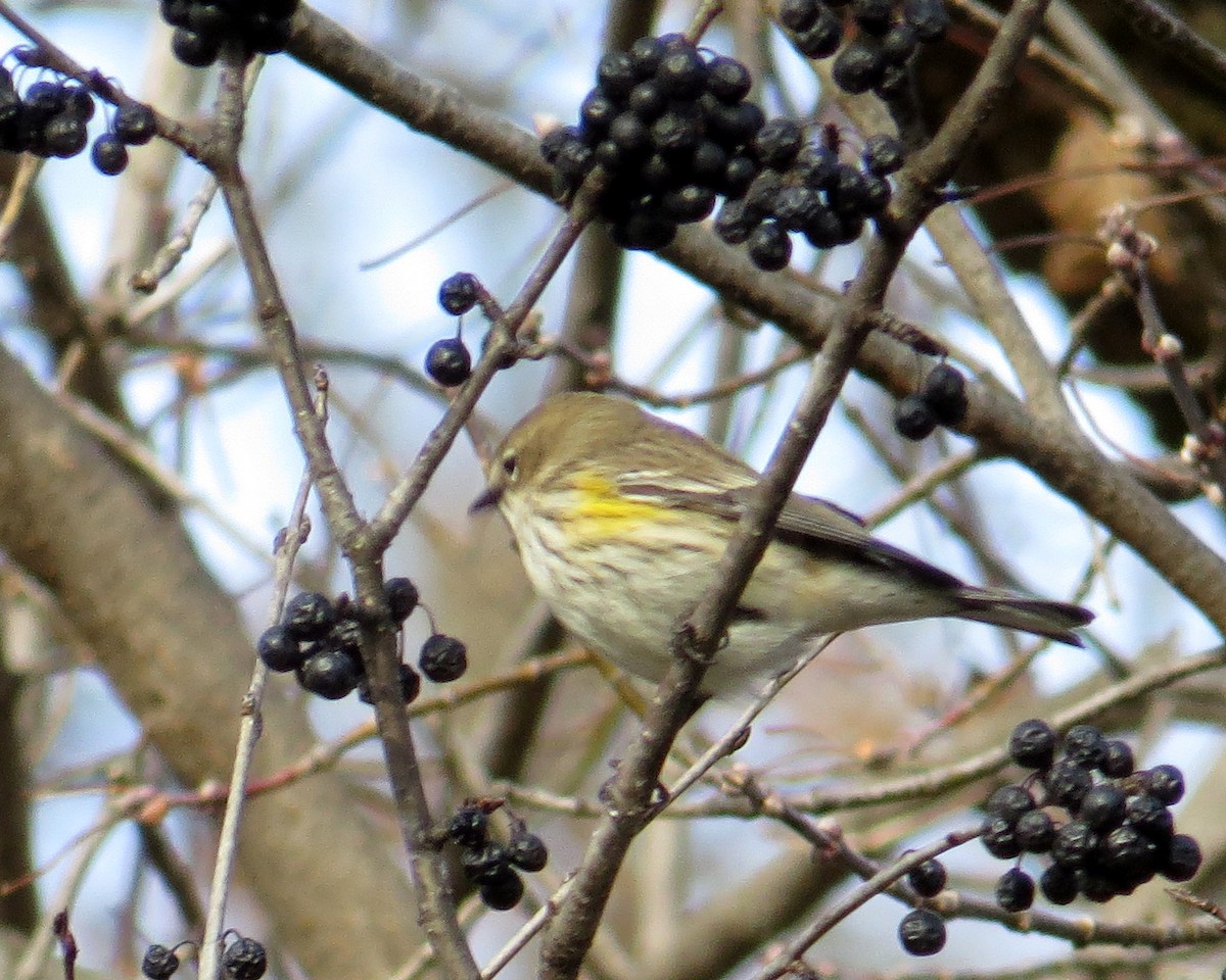 Yellow-rumped Warbler - ML645658672