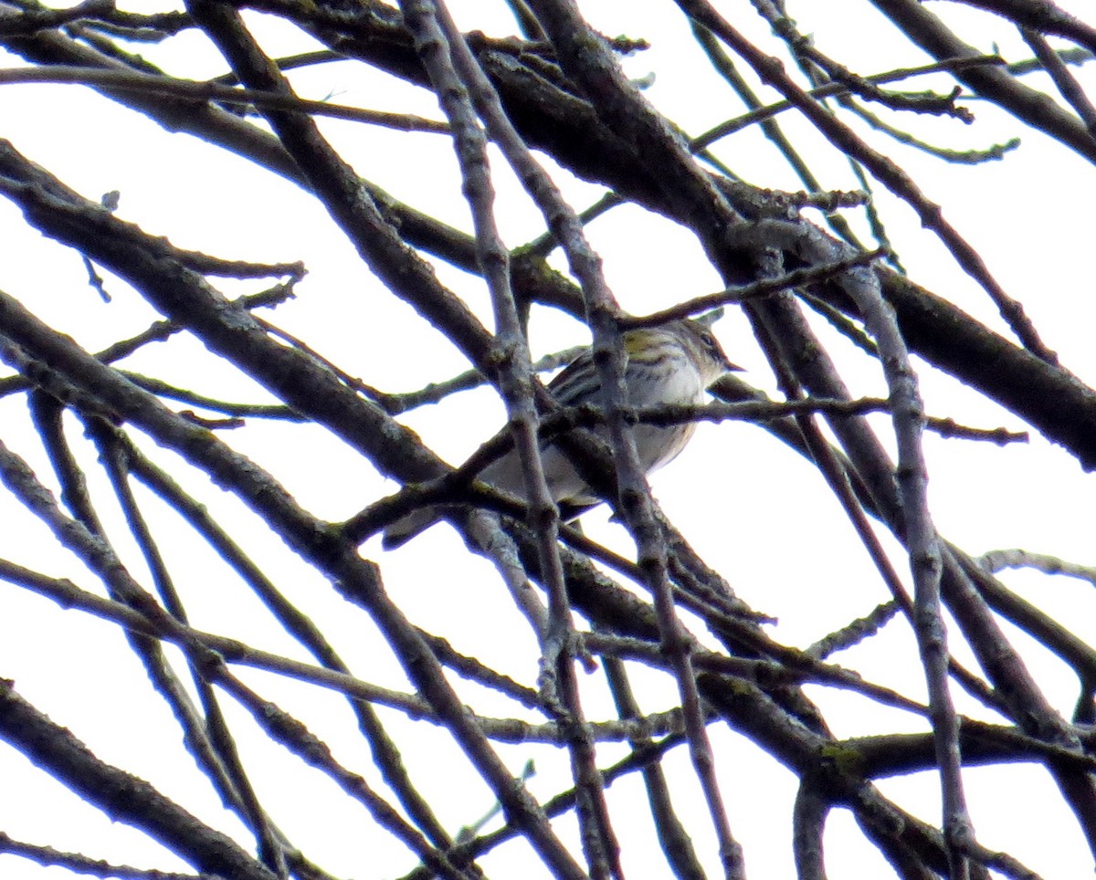 Yellow-rumped Warbler - ML645658674