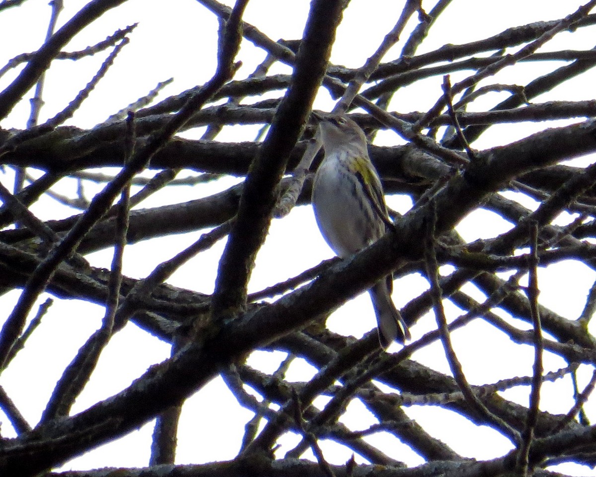 Yellow-rumped Warbler - ML645658676