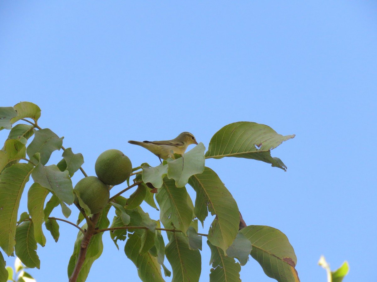 Pouillot du Caucase - ML645658684