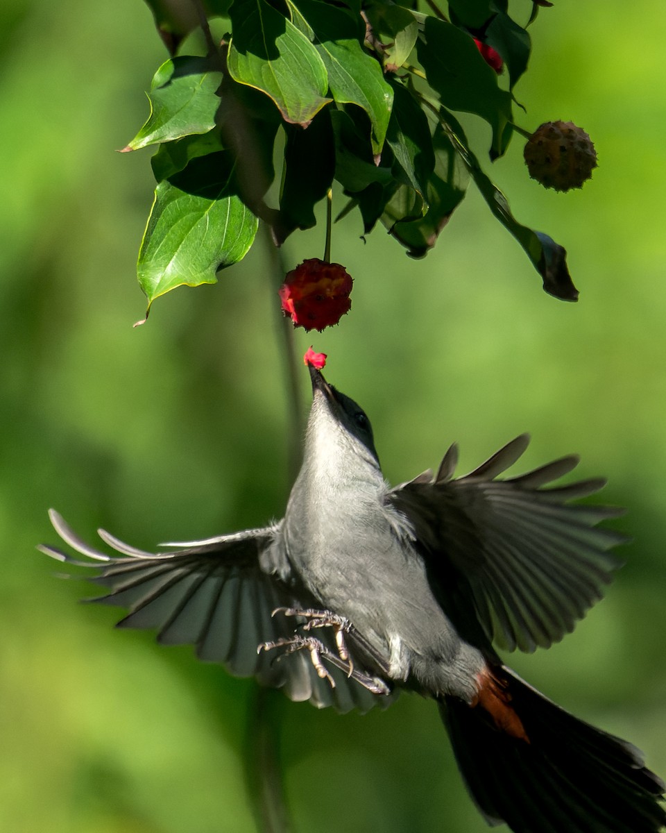 Gray Catbird - ML645658685