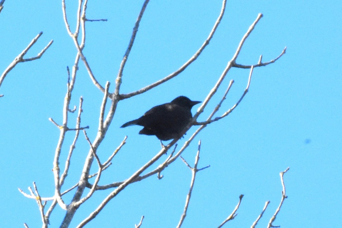 Common Grackle - ML645658688
