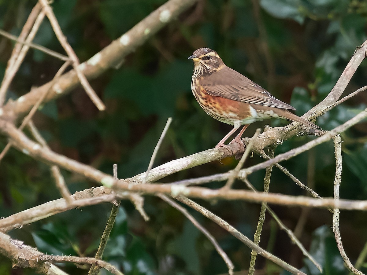 Tordo sassello - ML645658697