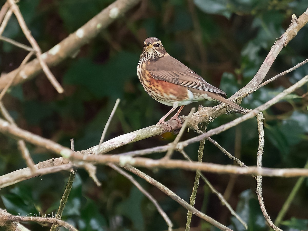 Tordo sassello - ML645658698