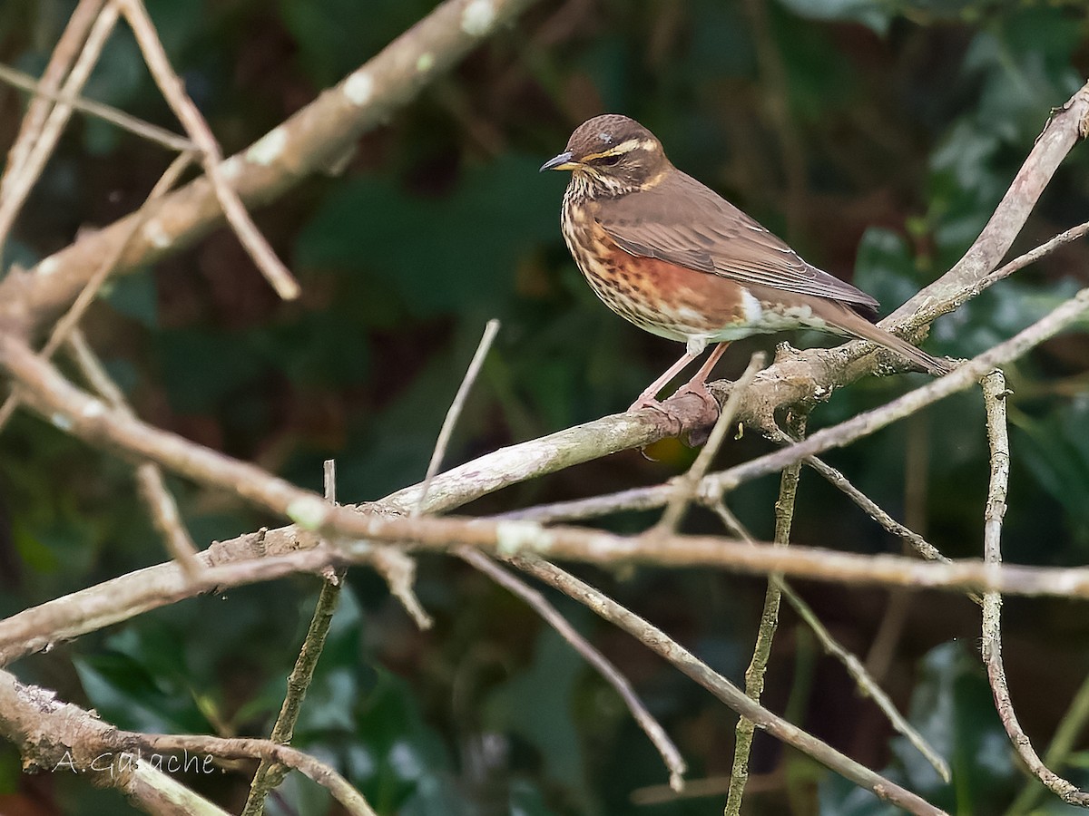 Tordo sassello - ML645658700