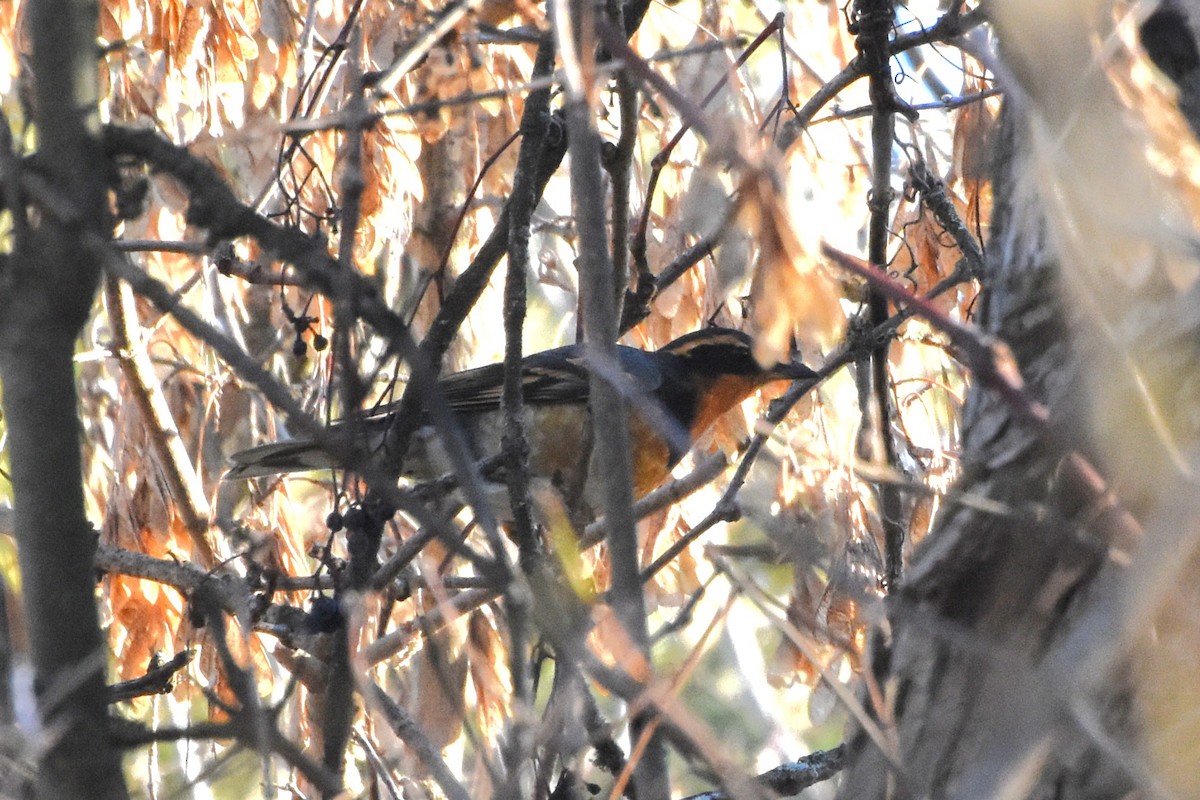 Varied Thrush - ML645658702