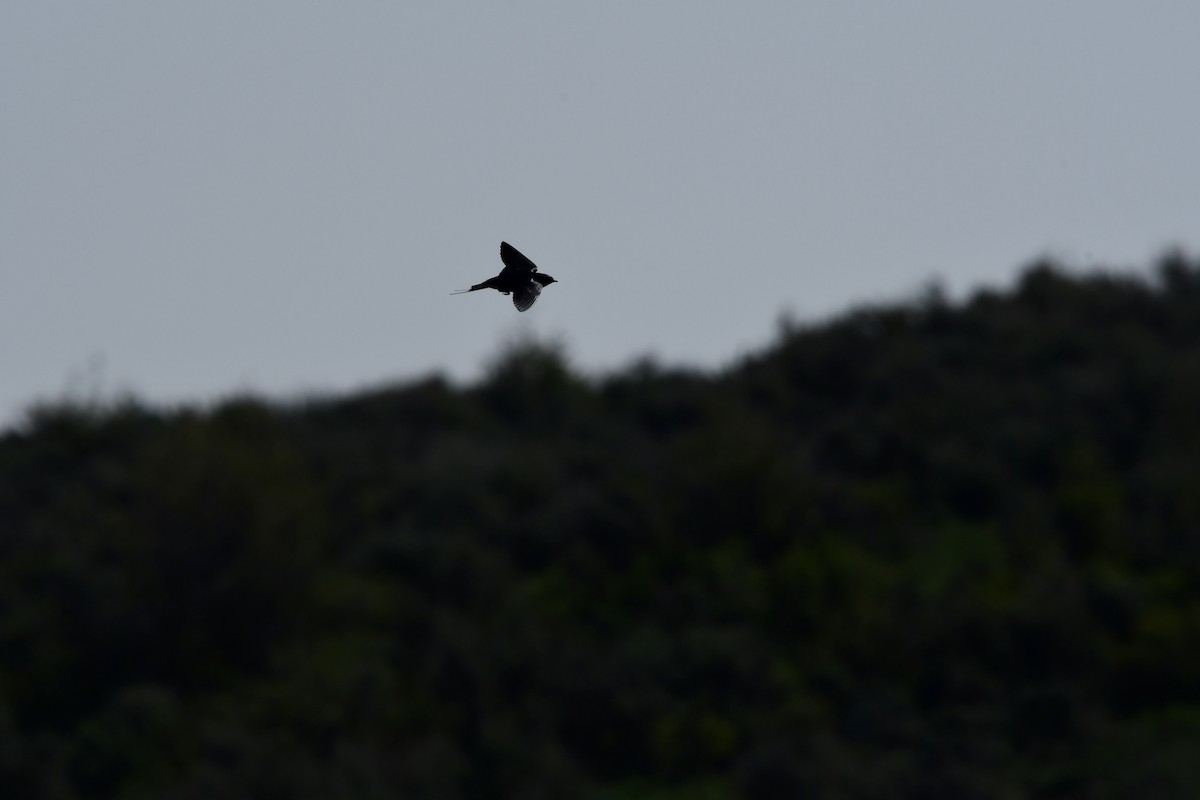 Barn Swallow - ML645658703