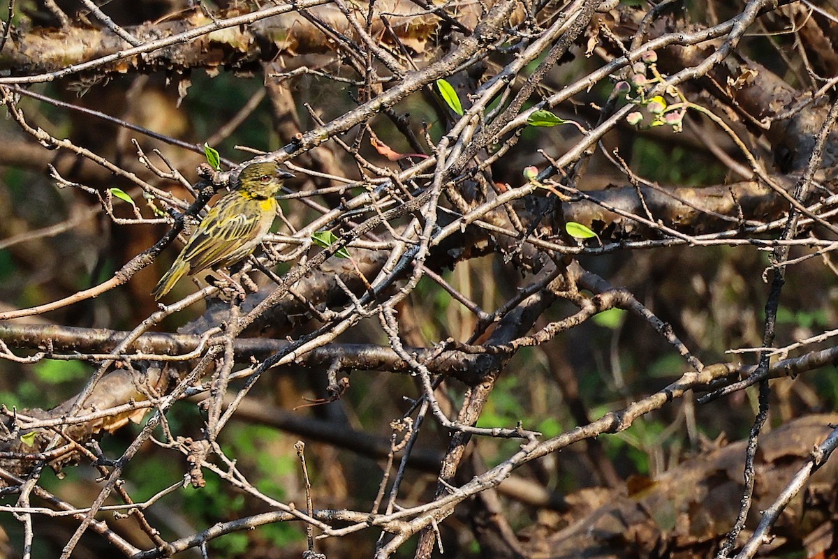 Ткачик рудощокий - ML645658707
