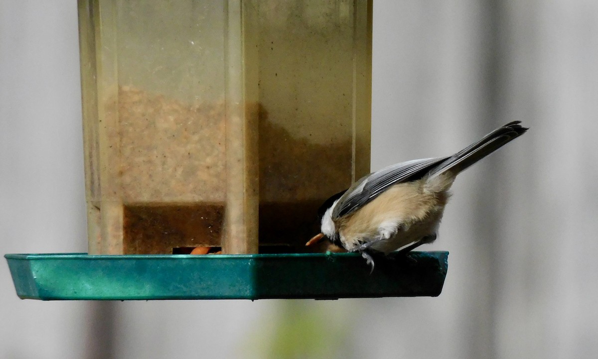 Mésange à tête noire - ML645658708