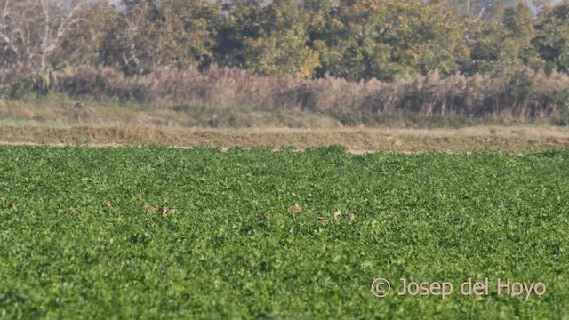 Little Bustard - ML645658720