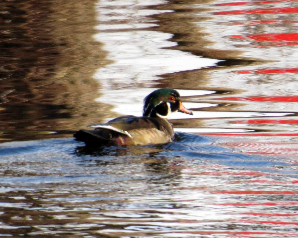 Wood Duck - ML645658726