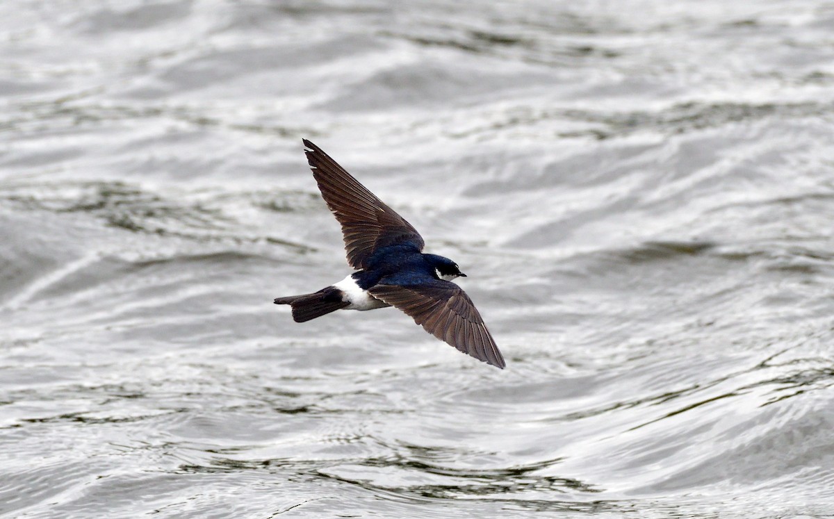 Weißbürzelschwalbe - ML645658733