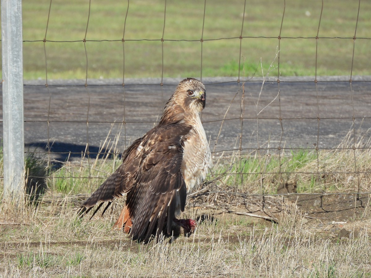 Red-tailed Hawk - ML645658751